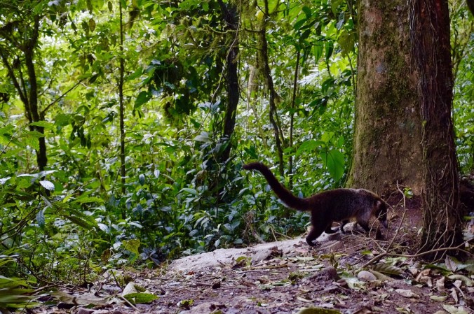 White-nosed Coati