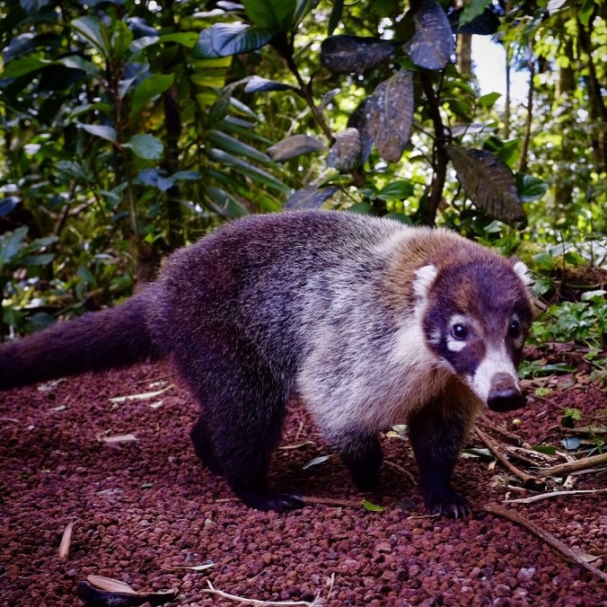 White-nosed Coati