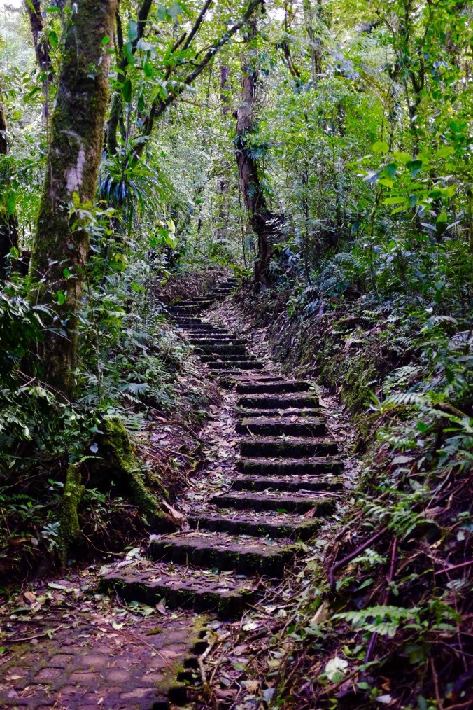 Cloud forest paths