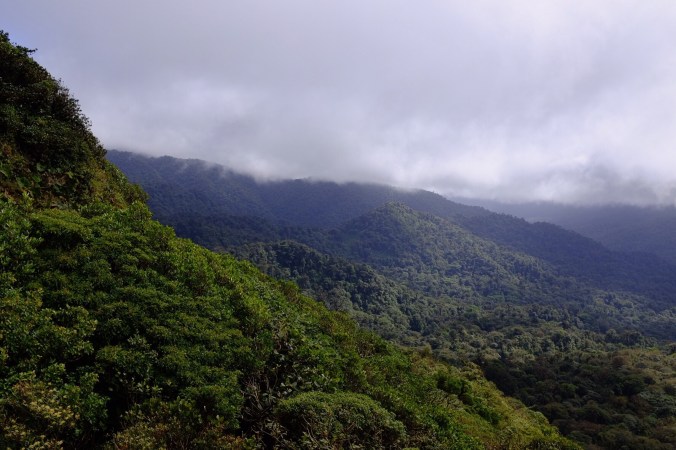 Cloud forest