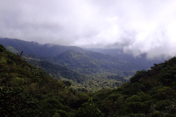 Cloud forest