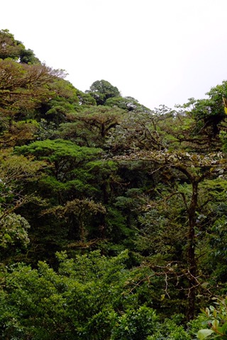 Cloud Forest