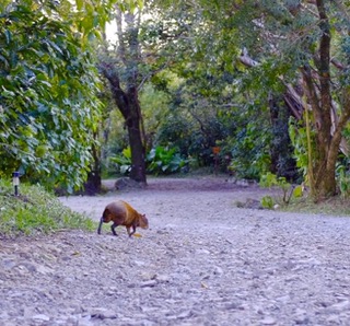 Agouti