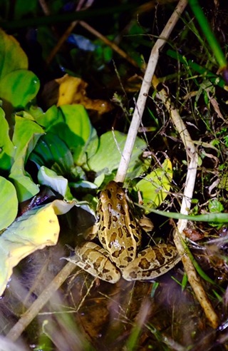 Leopard Frog