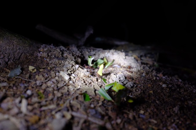 Leaf cutter ants