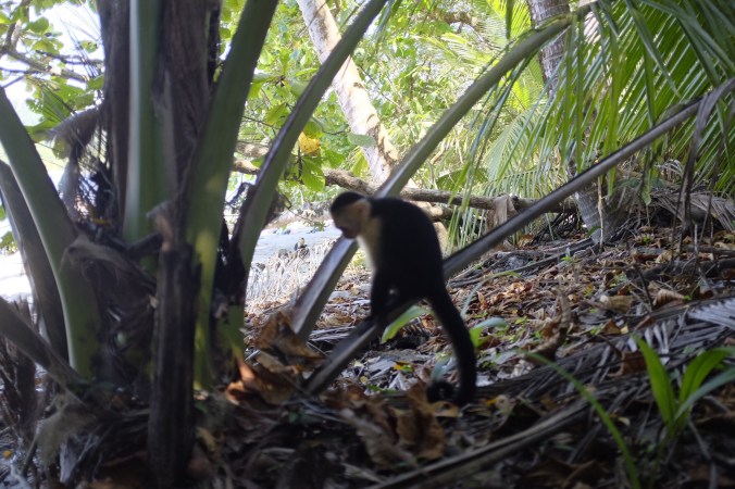 Capuchin Monkeys 🐒